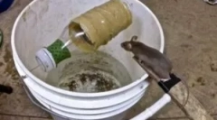 Домашна музерка на mousetrap